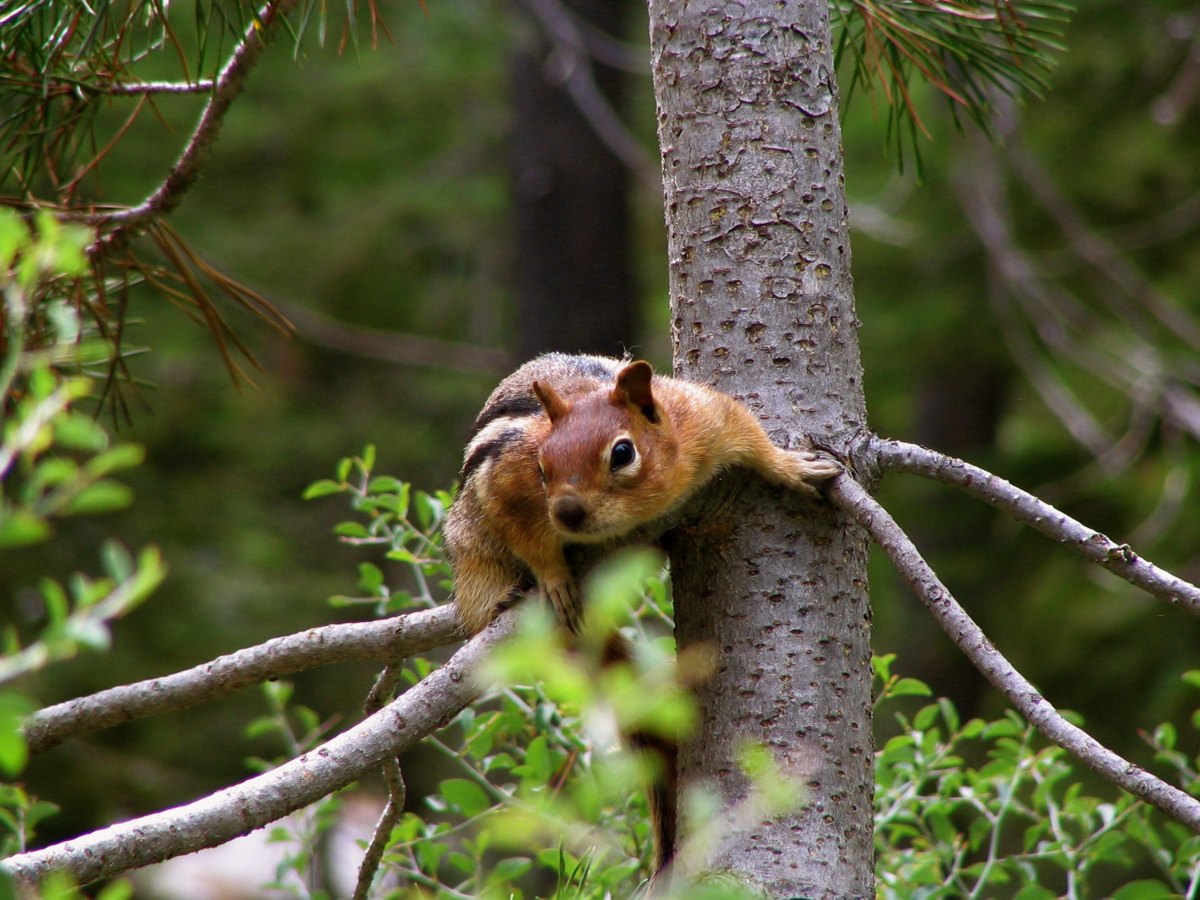 Golden Mantled Ground Squirrel