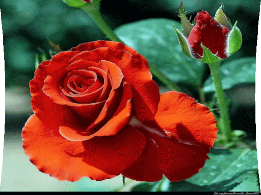 Animation6.gif