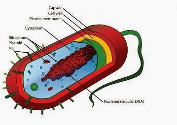 [bacteria%2520%255B4%255D.jpg]