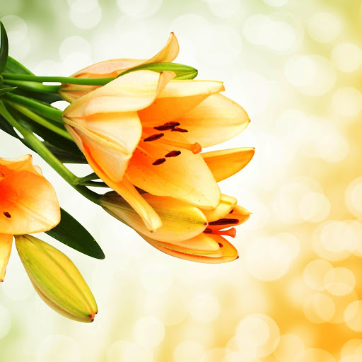 Hd-142021-ascw142021