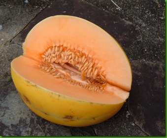 Mango Melon