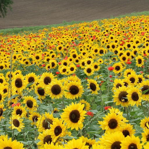 Hd-137870-ascw137870