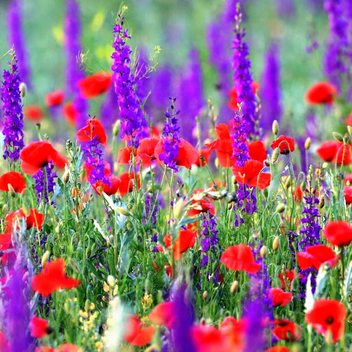 Hd-147460-ascw147460