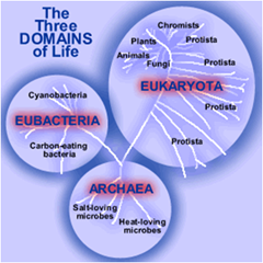 Three domains of Life