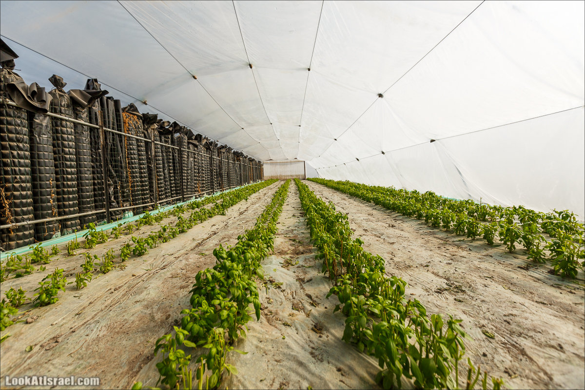 Сельскохозяйственная школа Хава бе-Эден | Hava be-Eden farm | LookAtIsrael.com - Фото путешествия по Израилю | חווה בעדן