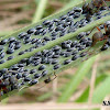 Ants tending scale insects
