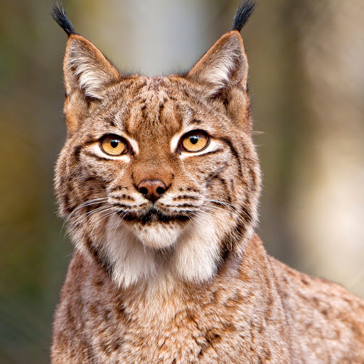 Hd-175498-ascw175498