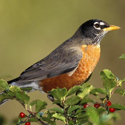 Hd-179849-ascw179849