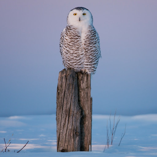 Hd-135424-ascw135424