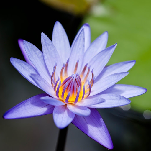 Hd-176172-ascw176172