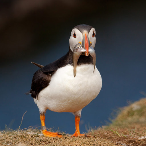 Hd-179868-ascw179868