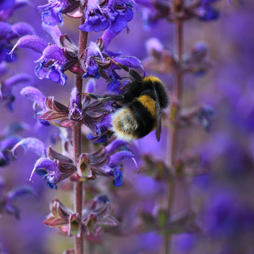 Hd-161051-ascw161051