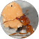 Cheese Ant Cheese Ant