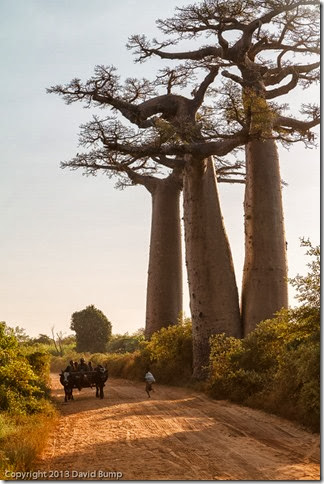 Baobob