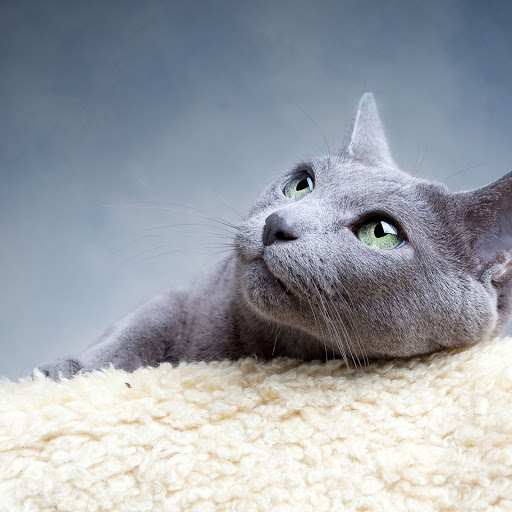 Hd-162162-ascw162162