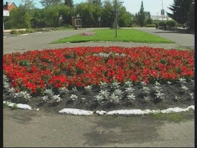 Цветы Цветы