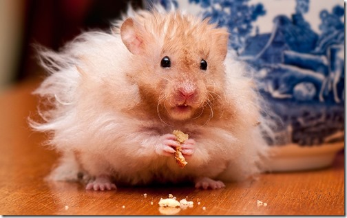 hamster grande imagen (19)