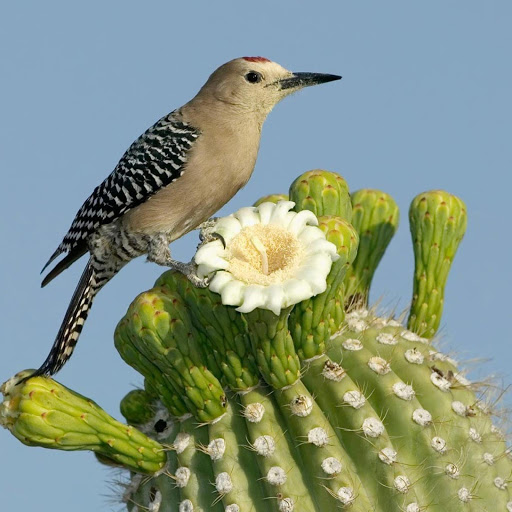 Hd-178055-ascw178055