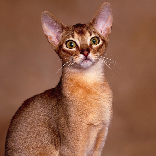 Hd-137476-ascw137476