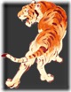 tigres (21)