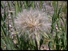 seedheads_2_250