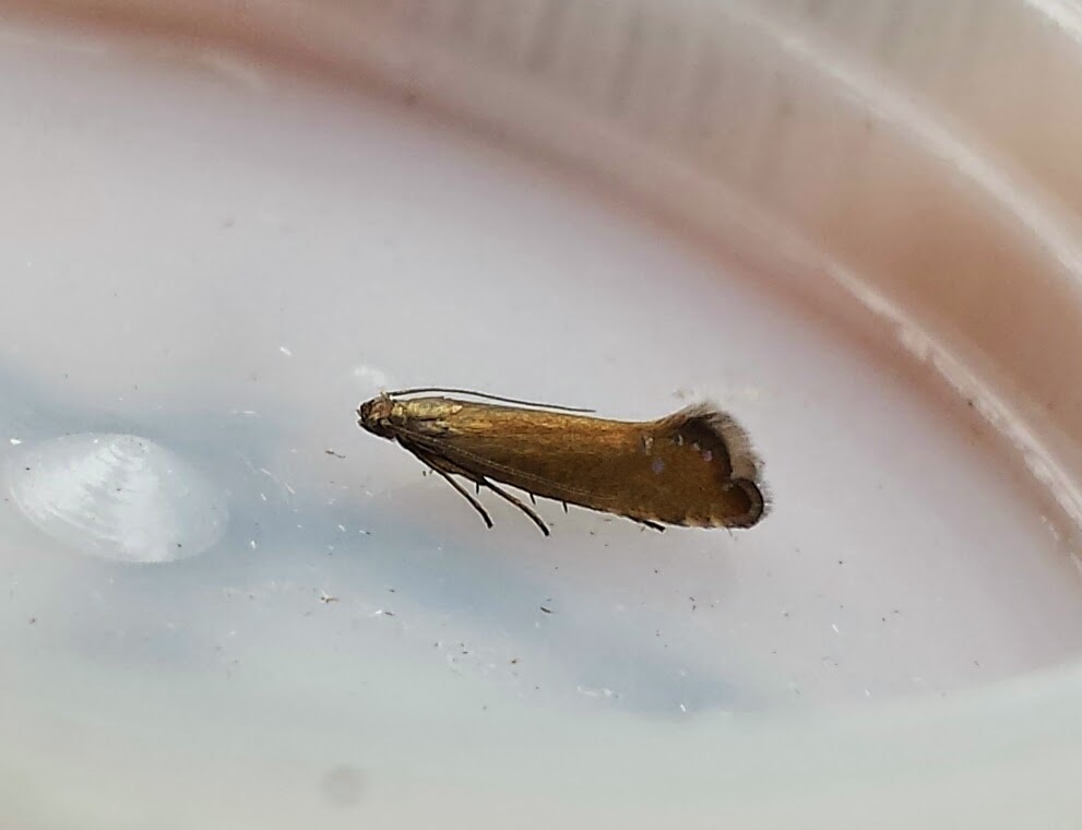 st austell bay wildlife MOTHS AT PAR BEACH