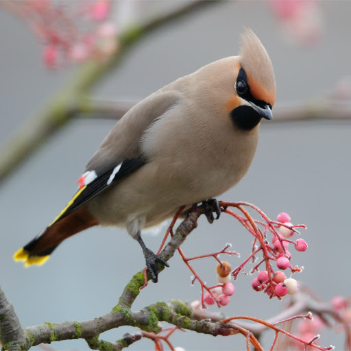 Hd-177854-ascw177854