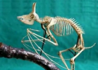 esqueleto de alado1