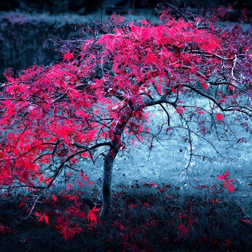 Hd-164286-ascw164286