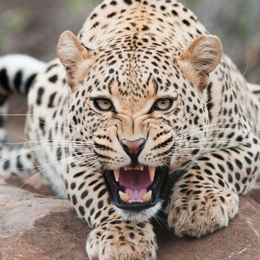 Hd-170454-ascw170454