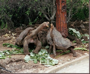 Amazing Animals Pictures Pinta Island tortoise (9)