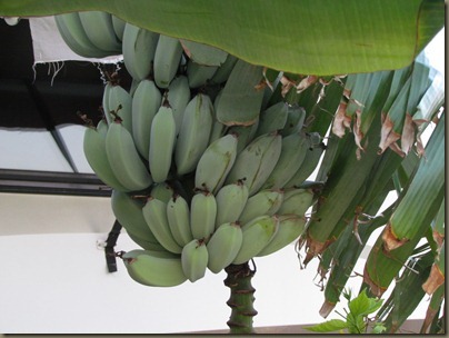 bananna tree at sunshine key