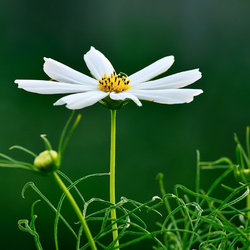 Hd-180228-ascw180228