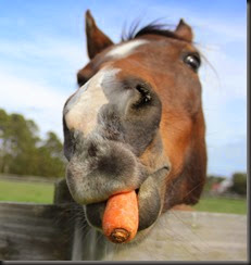 horses-eating-carrots-2