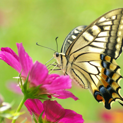 Hd-145508-ascw145508