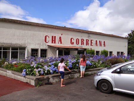 22. Fabrica de ceai Cha Gorreana.JPG