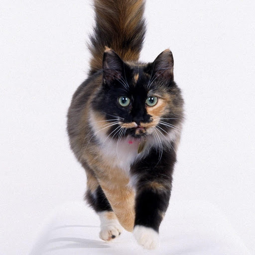 Hd-181022-ascw181022