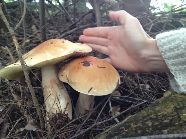Mushrooms Boletes