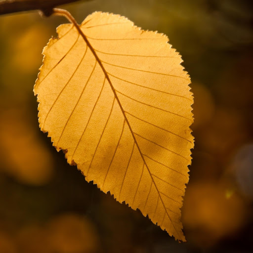 Hd-171195-ascw171195