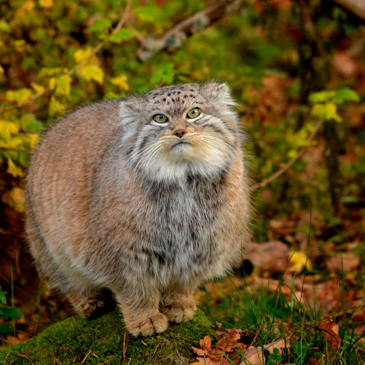 Hd-181631-ascw181631