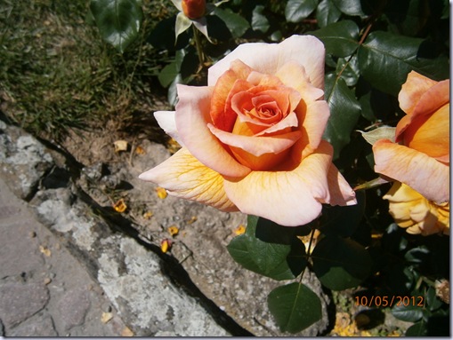Giardino iris e rose 243