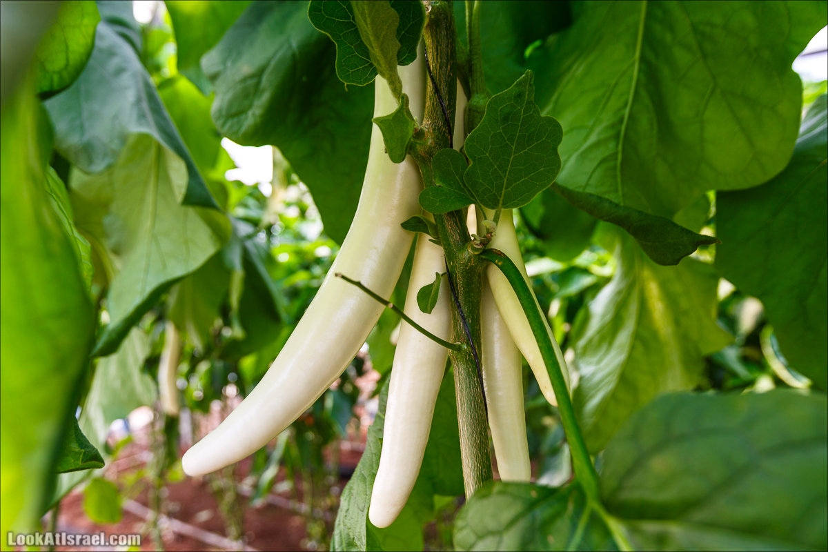 Сельскохозяйственная школа Хава бе-Эден | Hava be-Eden farm | LookAtIsrael.com - Фото путешествия по Израилю | חווה בעדן