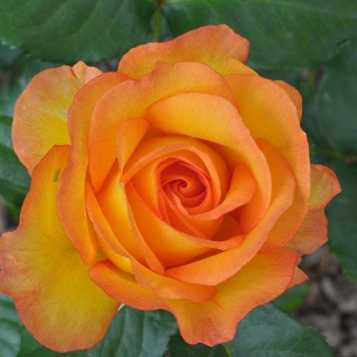 Hd-166829-ascw166829