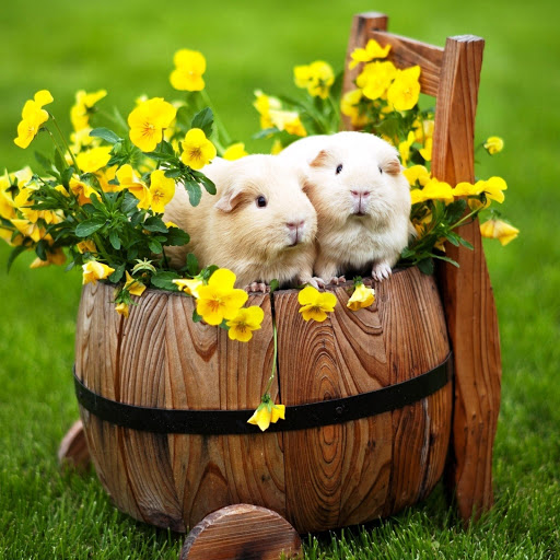 Hd-146286-ascw146286