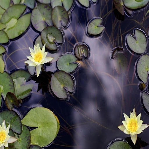 Hd-168878-ascw168878