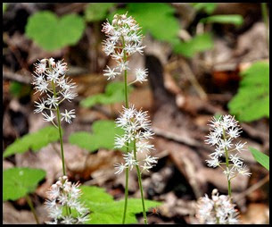 04 - Spring Wildflowers - Star Chickweed