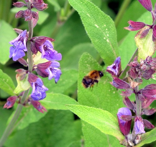 [Bombus%2520pascuorum%255B2%255D.jpg]