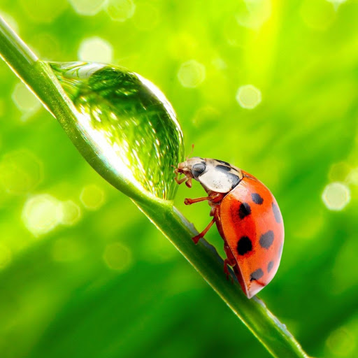 Hd-136629-ascw136629