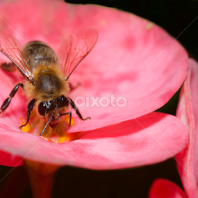 Lunch Time by Henry Salvador - Animals Insects & Spiders