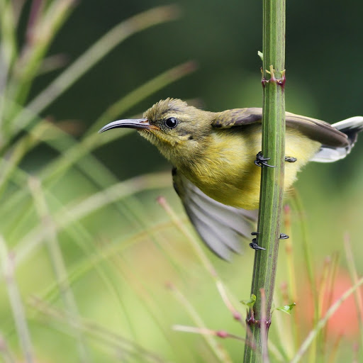 Hd-186114-ascw186114